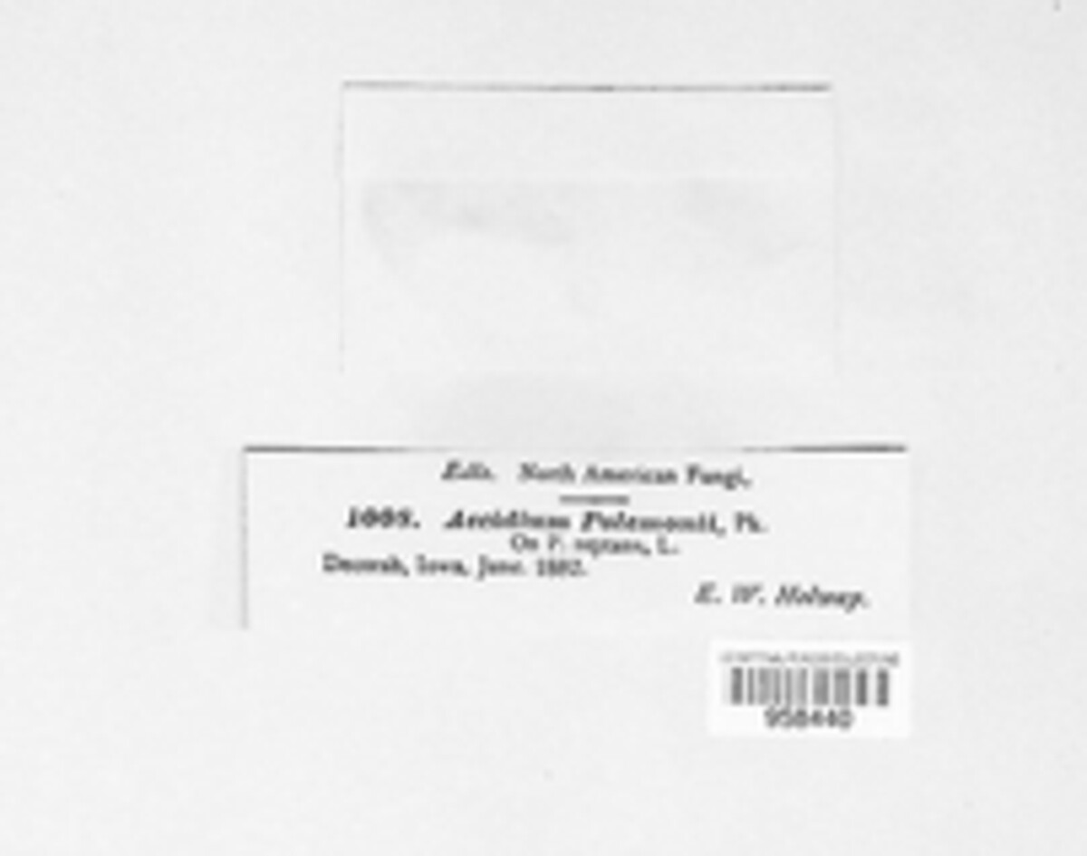 Uromyces acuminatus image